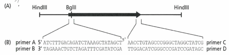 <p><span style="font-family: &quot;Times New Roman&quot;, serif">The image below shows different restriction sites in and around a protein-encoding gene. The arrow indicated the position and orientation of the gene in the DNA. In part (B) of the figure, the positions and sequences of four different primers are provided. The orientation of the primer sequences is also indicated. <u>Which primer of primers can be used to amplify the gene?</u></span></p><ol><li><p><span style="font-family: &quot;Times New Roman&quot;, serif">Primer A and D&nbsp;</span></p></li><li><p><span style="font-family: &quot;Times New Roman&quot;, serif">Primers A and C</span></p></li><li><p><span style="font-family: &quot;Times New Roman&quot;, serif">Primer A and B</span></p></li><li><p><span style="font-family: &quot;Times New Roman&quot;, serif">Primer A alone</span></p></li></ol><p></p>