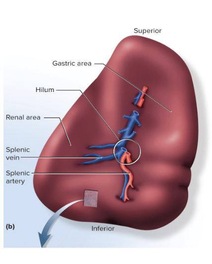 <p>the body’s largest lymphatic organ</p><ul><li><p>Two types of tissue</p><ul><li><p><strong>Red pulp </strong>: sinuses filled with erythrocytes</p><ul><li><p>spleen is mostly red pulp</p></li></ul></li><li><p><strong>White pulp</strong>: lymphocytes, macrophages surrounding small branches of splenic artery</p></li></ul></li><li><p>Spleen is highly vascular and vulnerable to trauma and infection</p><ul><li><p>Ruptured spleen requires splenectomy, but this leaves person susceptible to future infections, premature death</p></li></ul></li></ul><p></p>