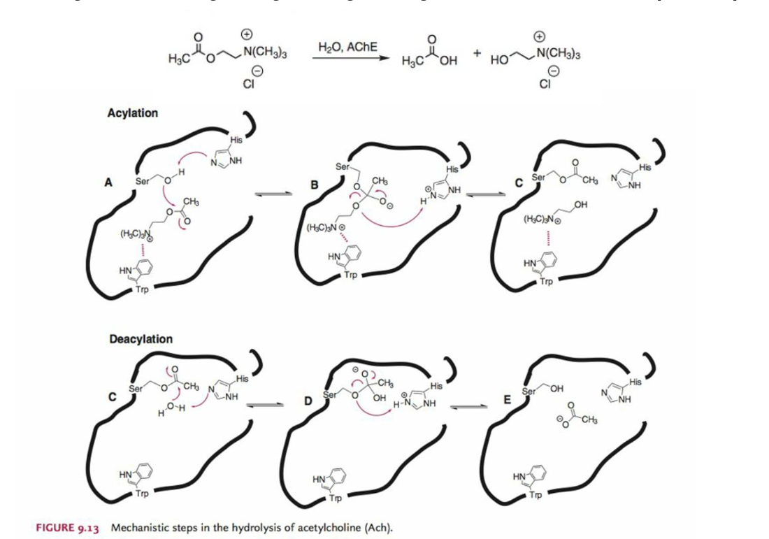 <p>acylation + deacylation </p><p></p>