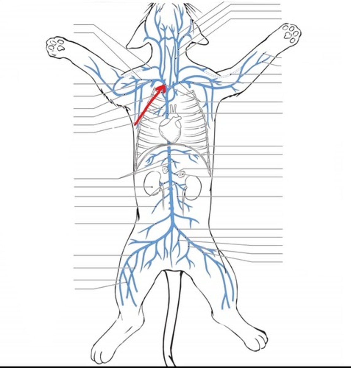 <p>identify the vein</p>