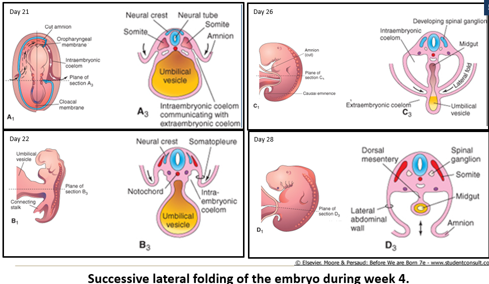 <ul><li><p> A portion of the <strong>yolk sac</strong> is incorporated as the <strong>midgut</strong>, suspended by the <strong>dorsal mesentery</strong>.<br></p></li><li><p>The <strong>umbilical cord</strong> begins forming from the <strong>connecting stalk</strong>, covered by <strong>amniotic epithelium</strong>, and incorporating the <strong>yolk stalk</strong> (later called the <strong>vitelline duct</strong>).</p></li></ul><p></p>