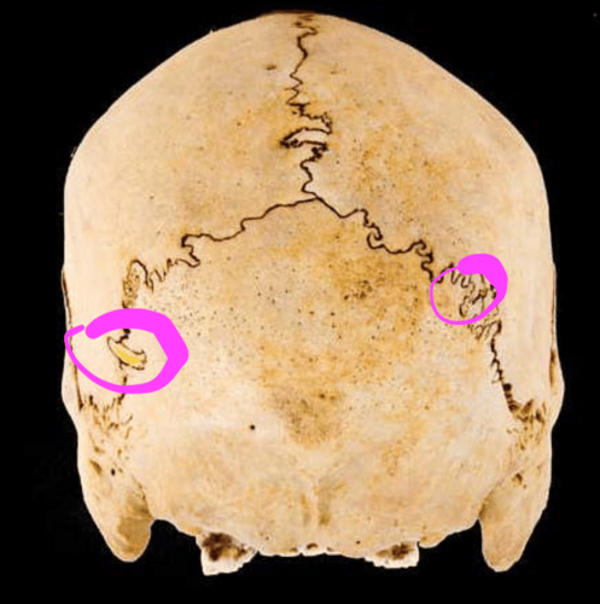 knowt flashcard image