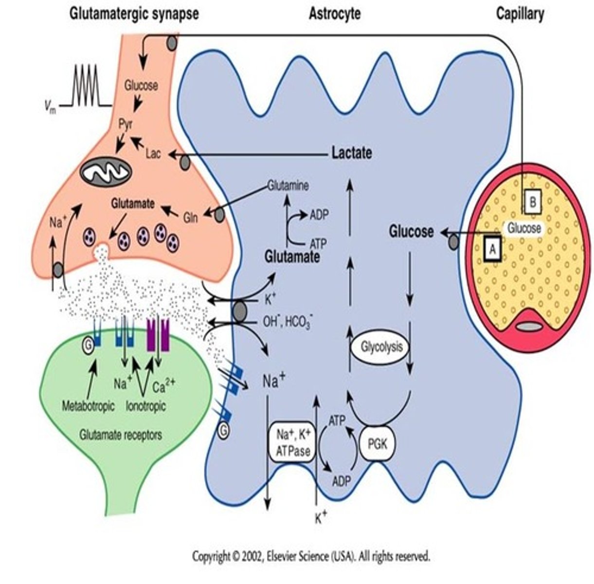 <p>The process of astrocytes taking up certain neurotransmitters, metabolizing them, then transport the precursor back to the neuron.</p>