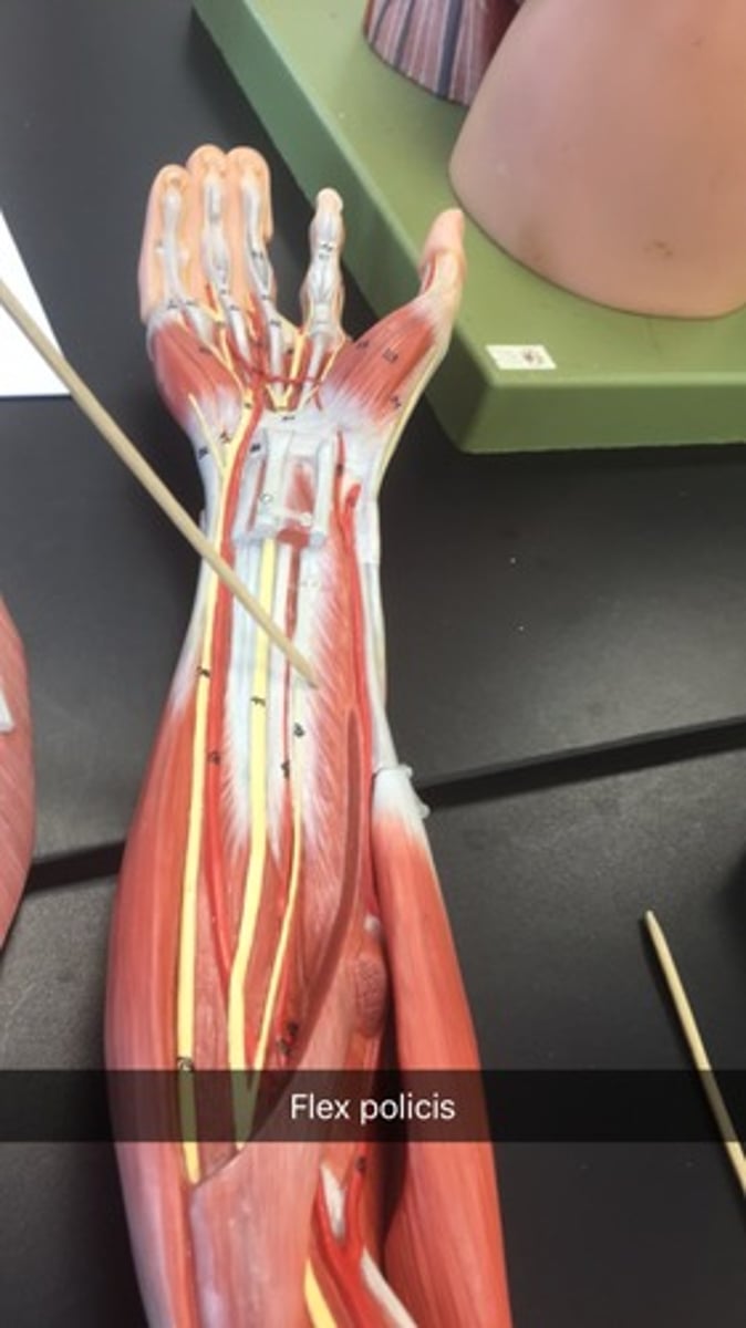 knowt flashcard image