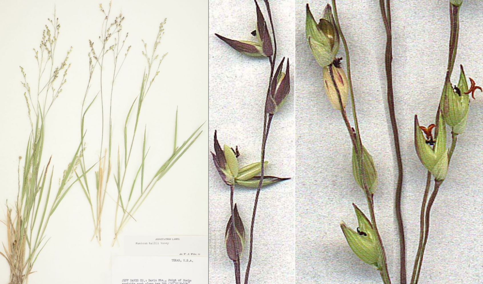 <p>1st glume wraps around 2nd, glumes are pointy with dark tip. Blades are flat and basal</p>