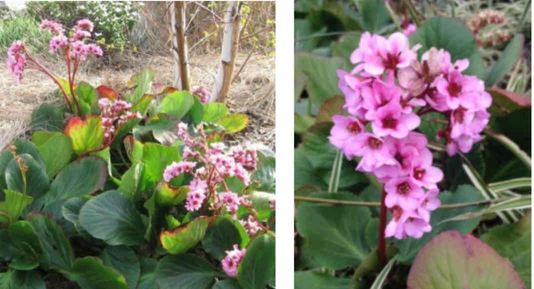 <p><span>Bergenia cordifolia</span></p><p><span>Pigsqueek</span></p>