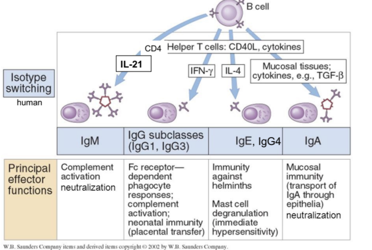 <p>mucosal immunity, neutralization</p>