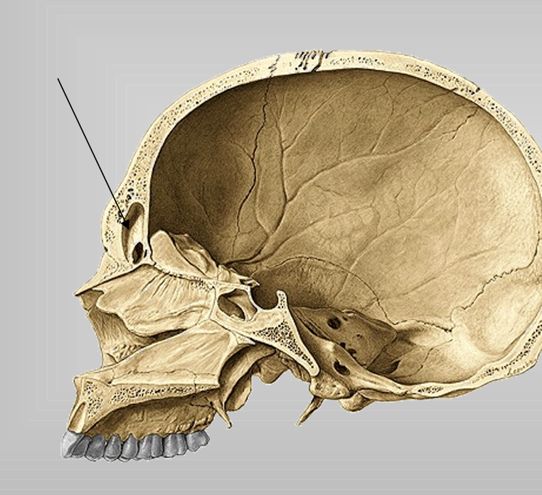 <p>onder de arcus superciliares ligt een luchtholte: </p>