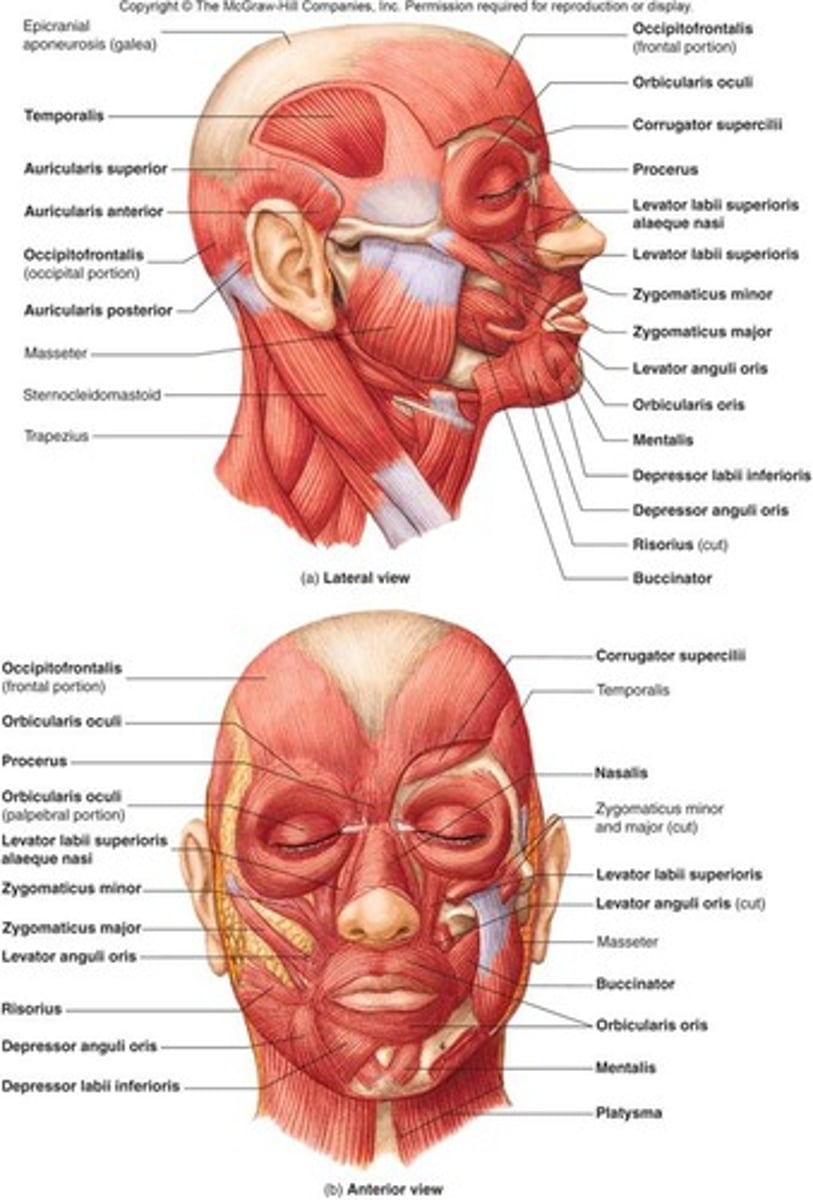 <p>Move the expressive skin of the face, some serve to open and close the orifices of the face, some assist in chewing (very fine motor control)</p><p>Innervated by CN VII</p>