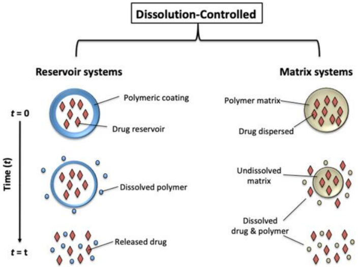<p><strong>Dissolution-controlled release</strong>: The drug is released as the <strong>barrier dissolves</strong> in the body. As the barrier dissolves, it lets the drug go.</p>