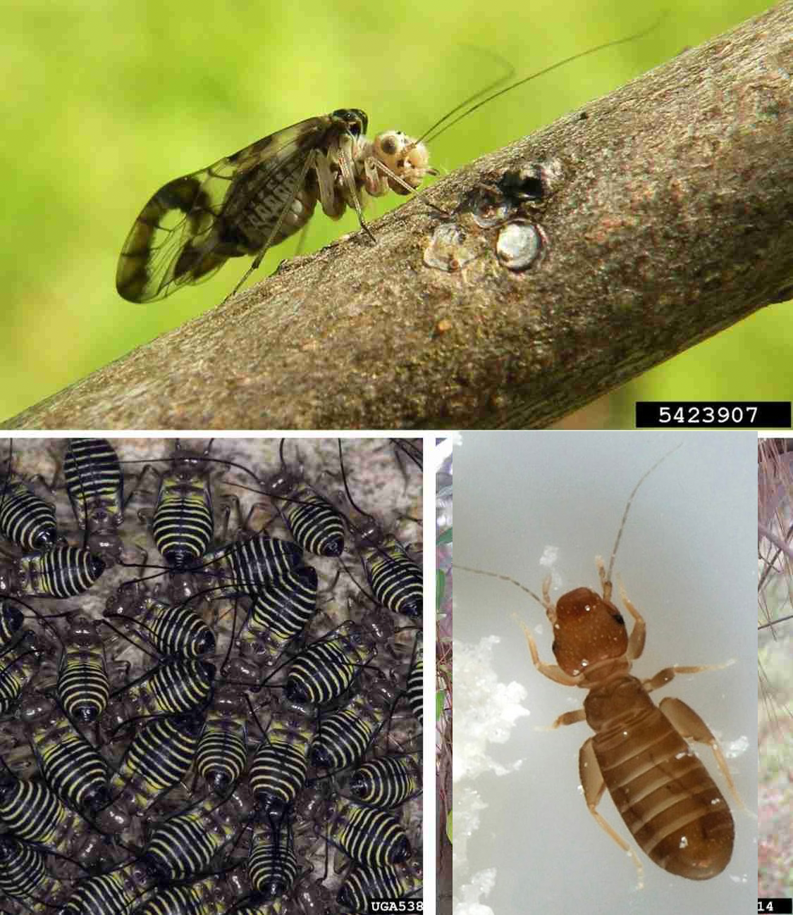 <p>Barklice + Booklice</p>