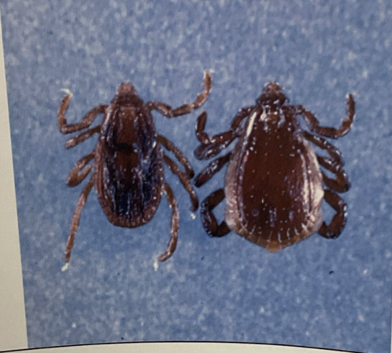 <p>Brown dog tick</p>