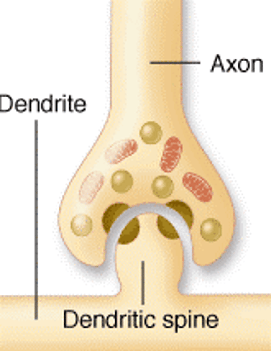 <p>axo-dendritic</p>