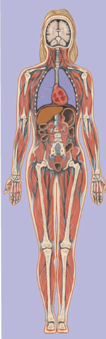 Divides the body into anterior (front) and posterior (back) portions