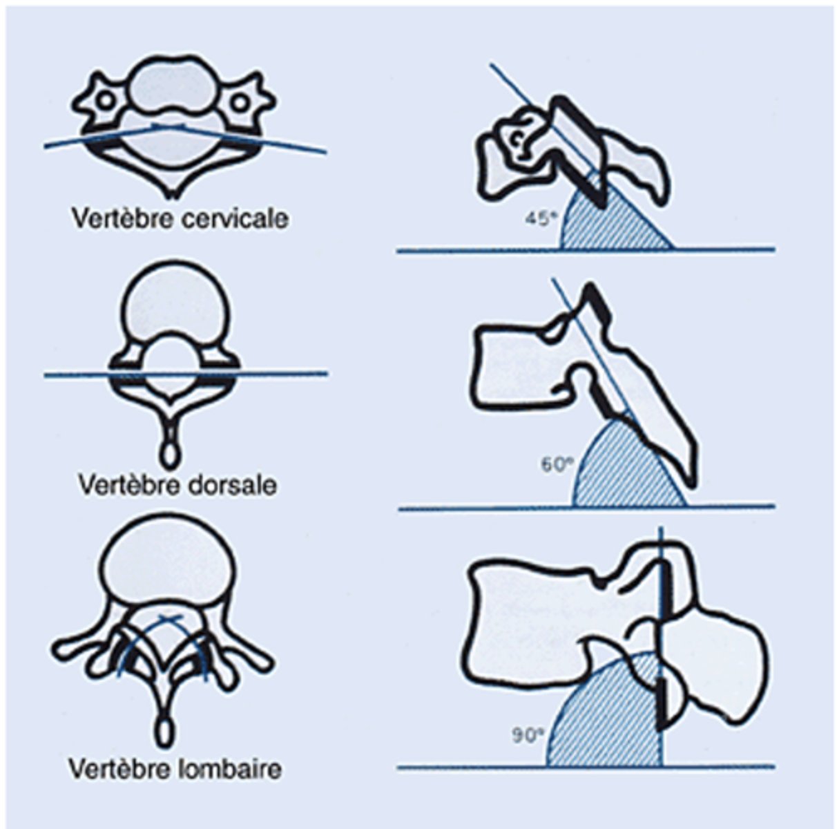 <p>Cervical</p><p>• 45 degrees. Allows Flex/Ext, Rot, and Lat Flex</p><p>Thoracic</p><p>• 60 degrees. Allows small amounts of Lat Flex, Rot, and Flex/Ext</p><p>Lumbar</p><p>• 90 degrees. Primarily Flex/Ext</p>