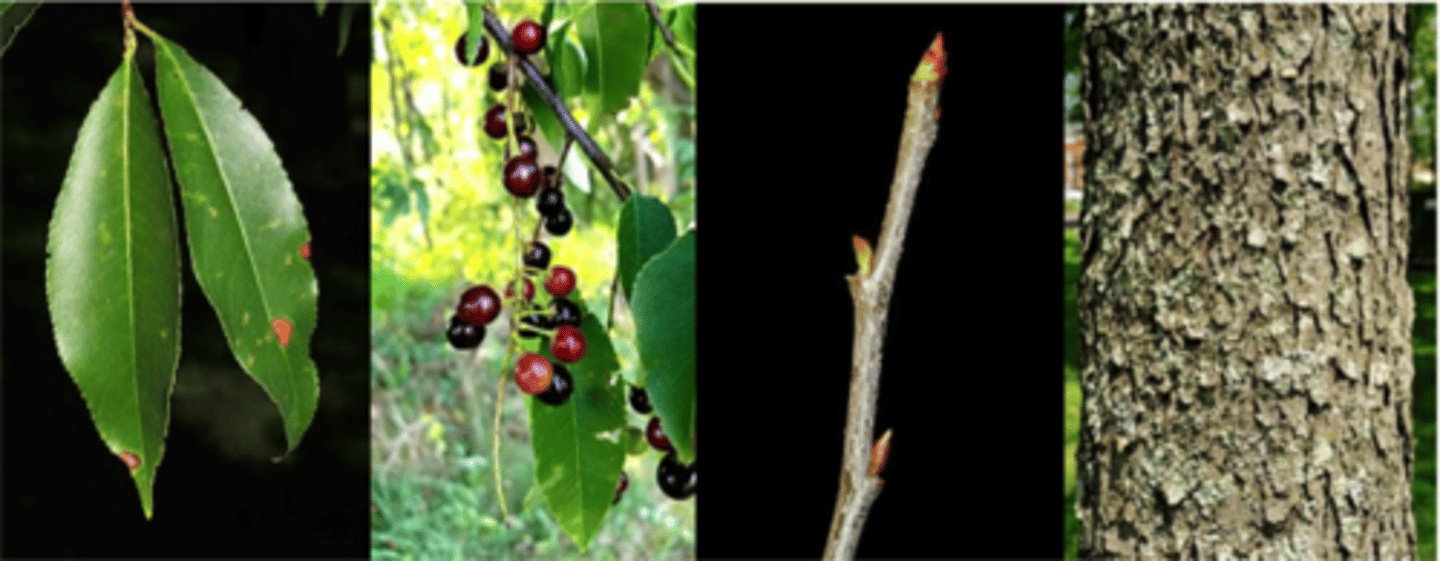 <p>Leaves: Alternate, simple, 2 to 5 inches long, oblong to lance-shaped, finely serrated, very small inconspicuous glands on petiole, dark green and lustrous above, paler below; usually with a dense yellowish-brown, sometimes white (or brown) pubescence along mid-rib.</p><p>Twigs: slender, reddish brown, sometimes covered in gray epidermis, pronounced bitter almond odor and taste;</p><p>Buds: very small (1/5"), covered in several glossy, reddish brown to greenish scales; leaf scars are small and semicircular with 3 bundle scars.</p><p>Fruit: dark purple round drupe, almost black when ripe, 1/3" in diameter with a bitter-sweet taste; matures in late summer (August). Eaten by at least 33 species of birds, and other rodents</p><p>Bark: smooth with numerous short, narrow, horizontal lenticels when young; becomes very dark (nearly black), breaking up into small, rough, irregular, upturned plates (burnt corn flakes), when older.</p><p>Form/Silvics: medium sized tree which (on good sites) develops a long, straight, clear bole and can reach heights approaching 100'. Other: second in demand to walnut for quality wood products. Serotina means "late-flowering"</p>