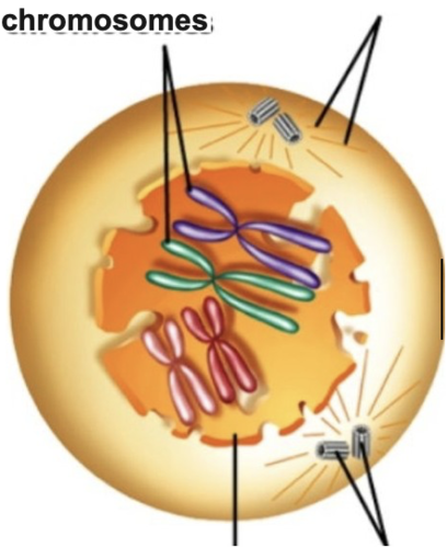 Breaks apart and the nucleolus disappears