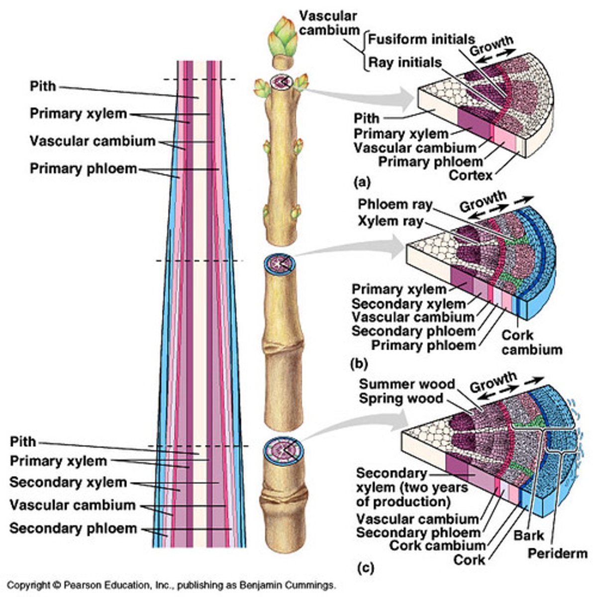 <p>produces secondary xylem and phloem (wood)</p>