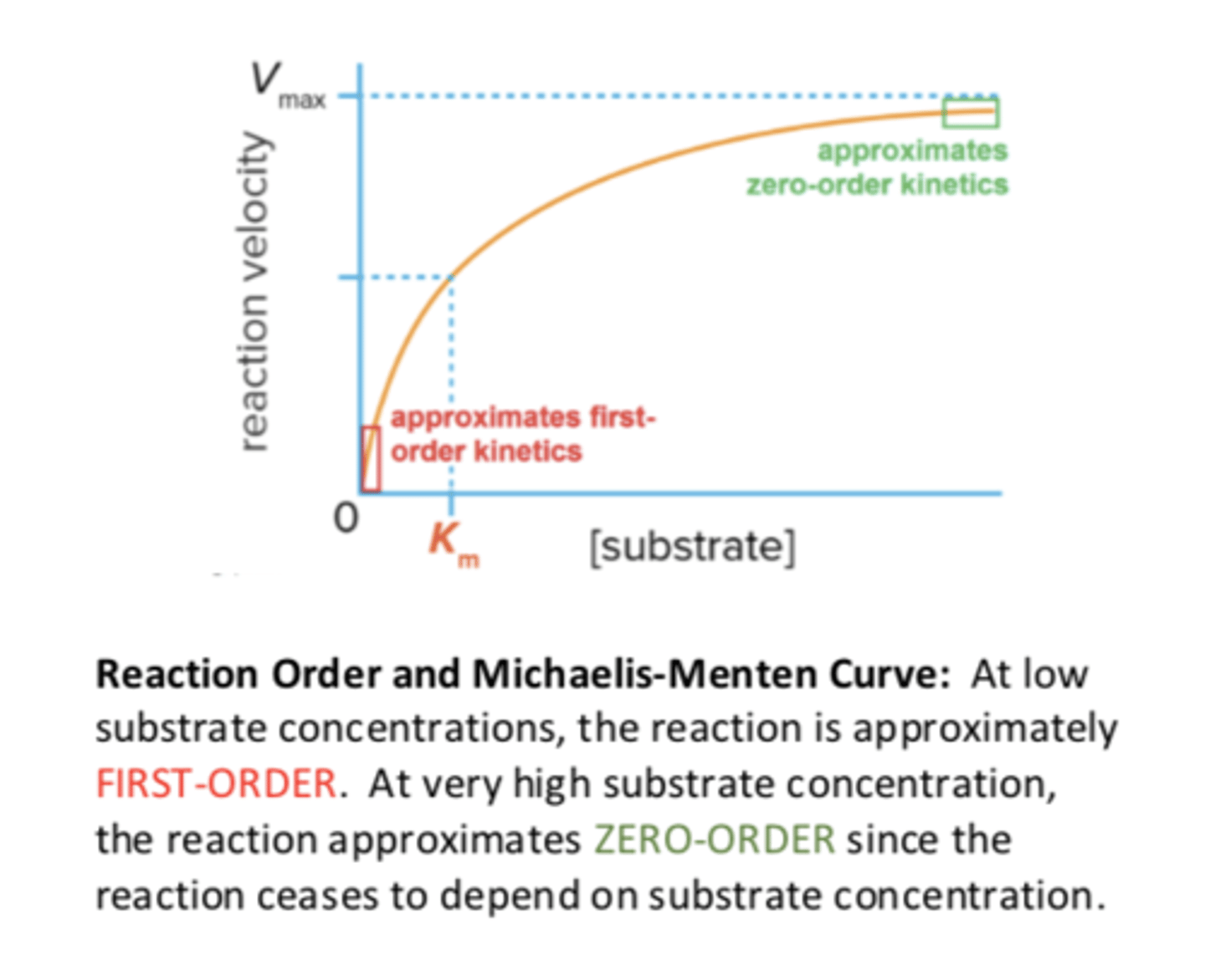 <p>-at low substrate concentrations, the reaction is approximately FIRST-ORDER</p><p>-at very high substrate concentration, the reaction approximates ZERO-order since the reaction ceases to depend on substrate concentration</p>