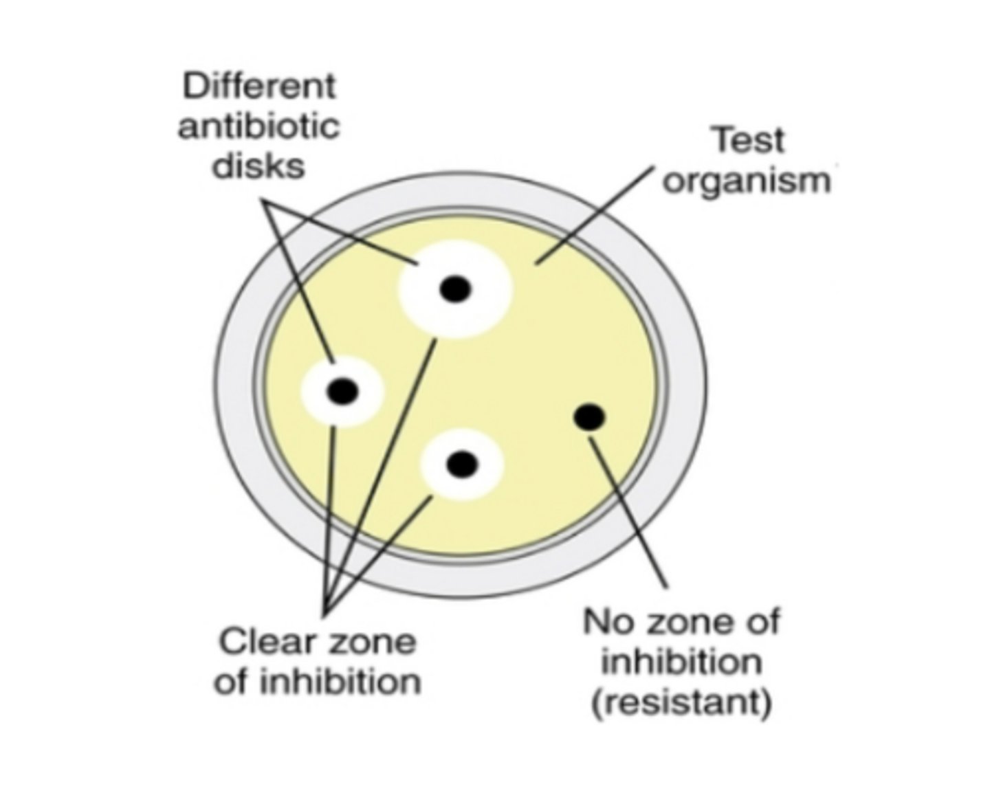 <p>discs with different antibiotics placed on top of inoculated surface, bacterial sensitivity inhibits growth of test bacteria around disc, zone of inhibition (radius of bacteria free region) determines sensitivity extent, larger inhibition zone=greater sensitivity to particular antibiotic</p>