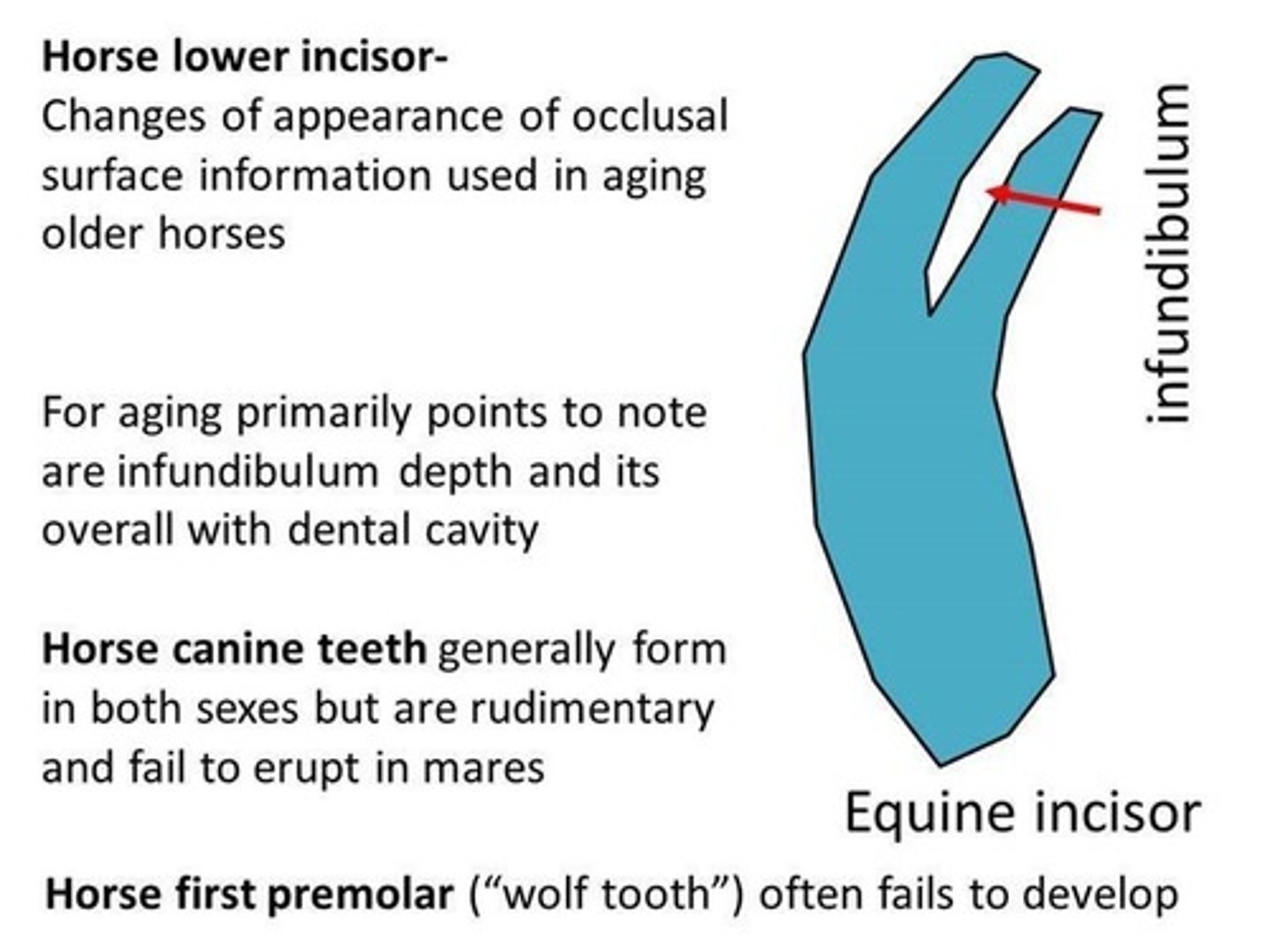 <p>In horses, what teeth are usually used for aging?</p>