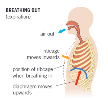 <p>breathing out is passive</p><ul><li><p>the internal intercostal muscle contract whilst the external intercostal muscles relax</p></li><li><p>the ribs move downwards and inwards, decreasing the volume of the thorax</p></li><li><p>the diaphragm muscles relax and so it is pushed up again by the contents of the abdomen that were compressed during inspiration, further decreasing the volume of the thorax</p></li><li><p>the decreased pressure of the thorax increases the pressure in the lungs</p></li><li><p>the pulmonary pressure is greater than that of the atmosphere, so air is forced out of thelungs</p></li></ul><p>during normal breathing the recoil of the elastic tissue in the lungs is the main cause of air being forced out, but under strenuous conditions such as exercise the various muscles play a major part</p><p></p>