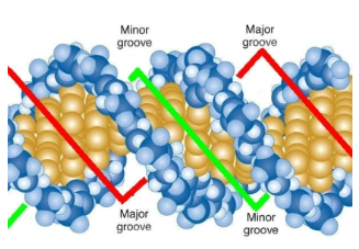 <p>Major groove and Minor groove </p>