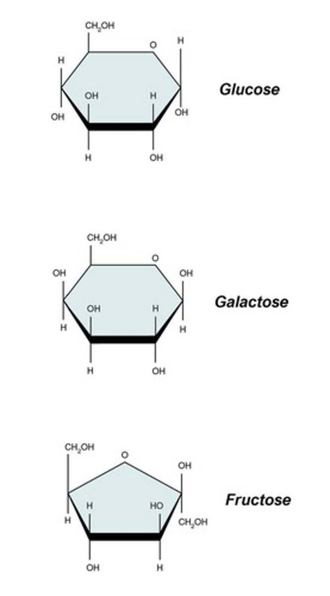 <p>Simple sugars that contain a single monomer.</p>