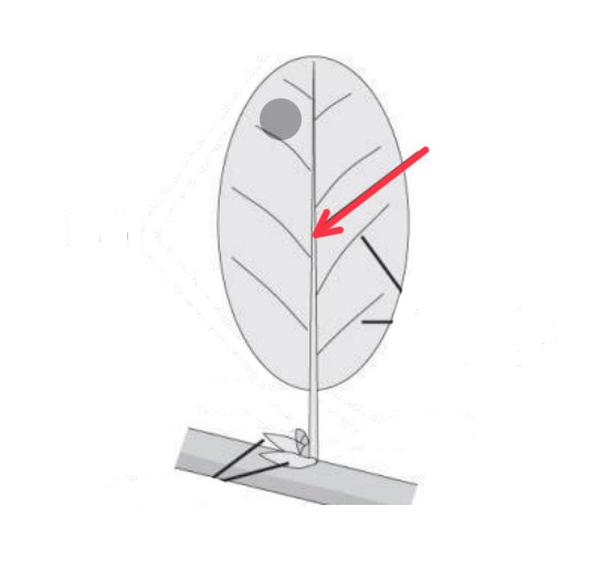knowt flashcard image