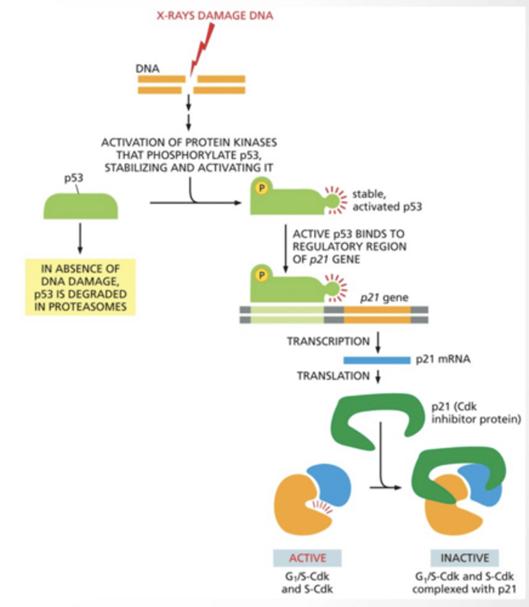<p>Tumor suppressor - prevents tumors by stopping the cell cycle if something is wrong</p><p>p53 gets phosphorylates by protein kinase and binds to p21 gene and activates it. </p><p>p21 inhibits G1/S CDK</p>
