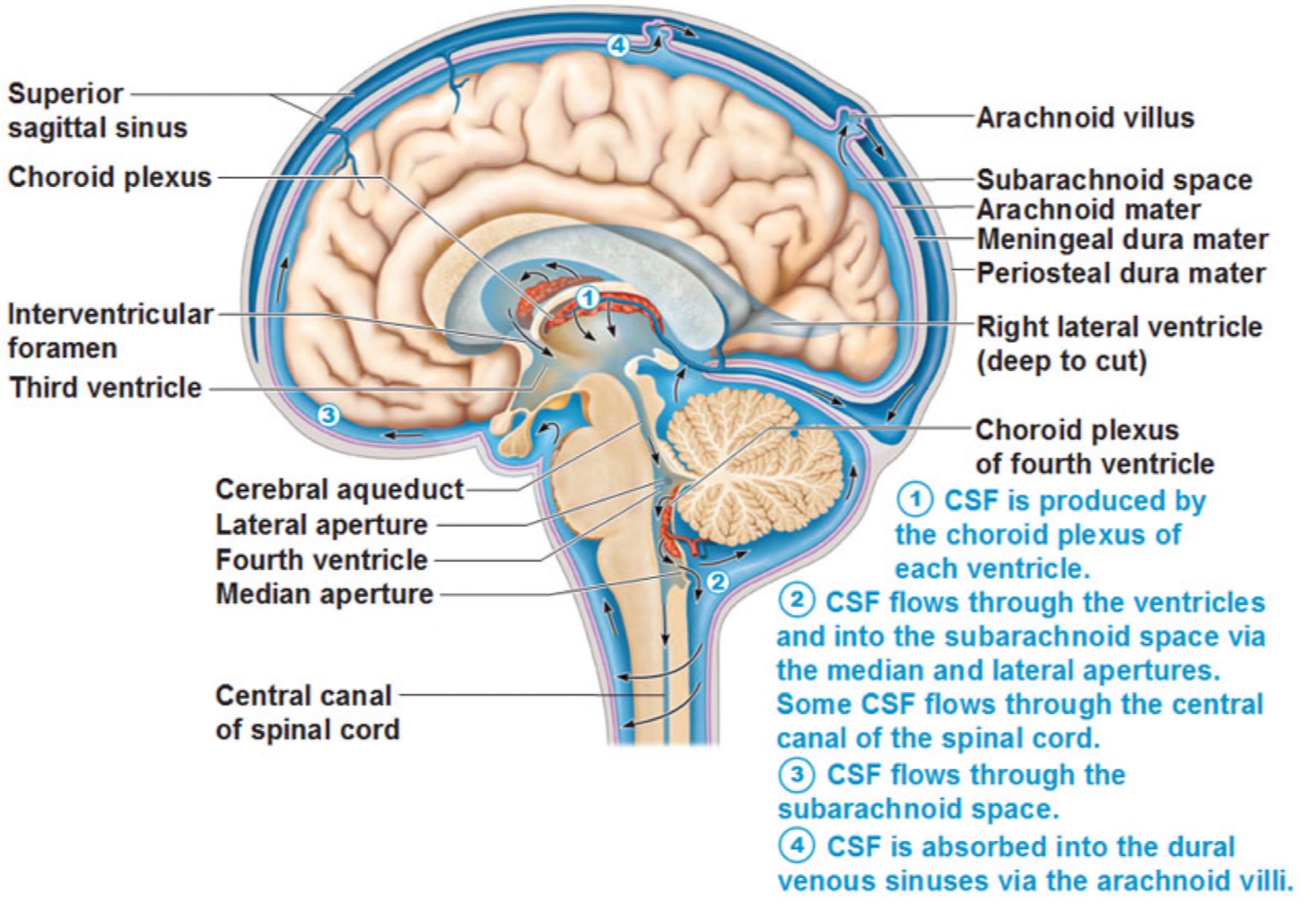 <ul><li><p>CSF Protects brain (cushioning effect)</p></li><li><p>Circulation around brain and spinal cord driven by changes in circulation, respiratory and posture</p></li><li><p>Passes into vein via valves at the top of the skull (arachnoid villus)</p></li><li><p>Bacterial in CSF is called meningitis (increased pressure in brain leading to seizures and loss of consciousness)</p></li></ul>