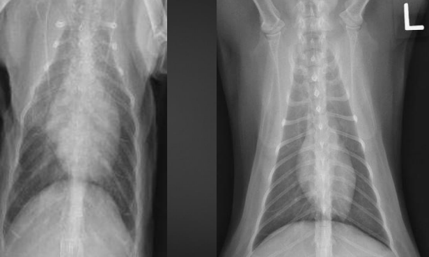 <p>What are the radiographic findings for the cat on the left? (normal on right)</p><p>Diagnosis?</p>