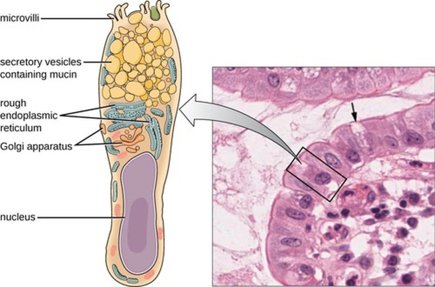 <p>Intestinal cells producing mucus with antimicrobial properties.</p>