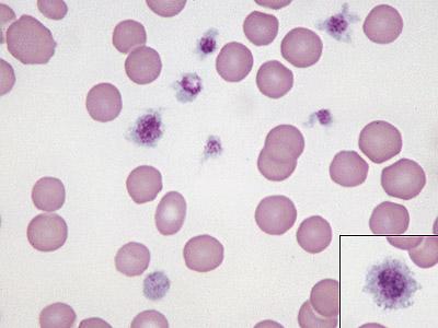 <p>spp wc has rbc that are smaller than canine’s, w no central pallor, rarely seen polychromatic cells, and a few howell-jolly bodies</p><ul><li><p>life span: 65-76 days</p></li></ul><p></p>