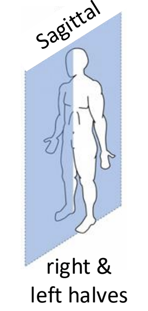 <p>right and left halves</p>