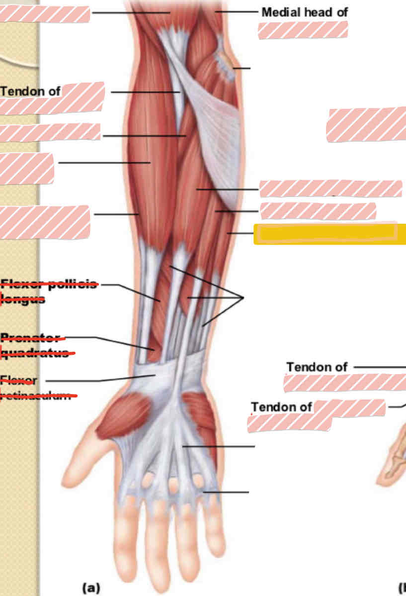 <p><span>Anterior arm</span></p>