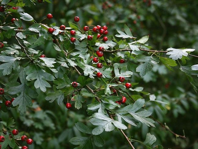 <p>Crataegus laevigata - <strong>Rosaceae</strong></p>