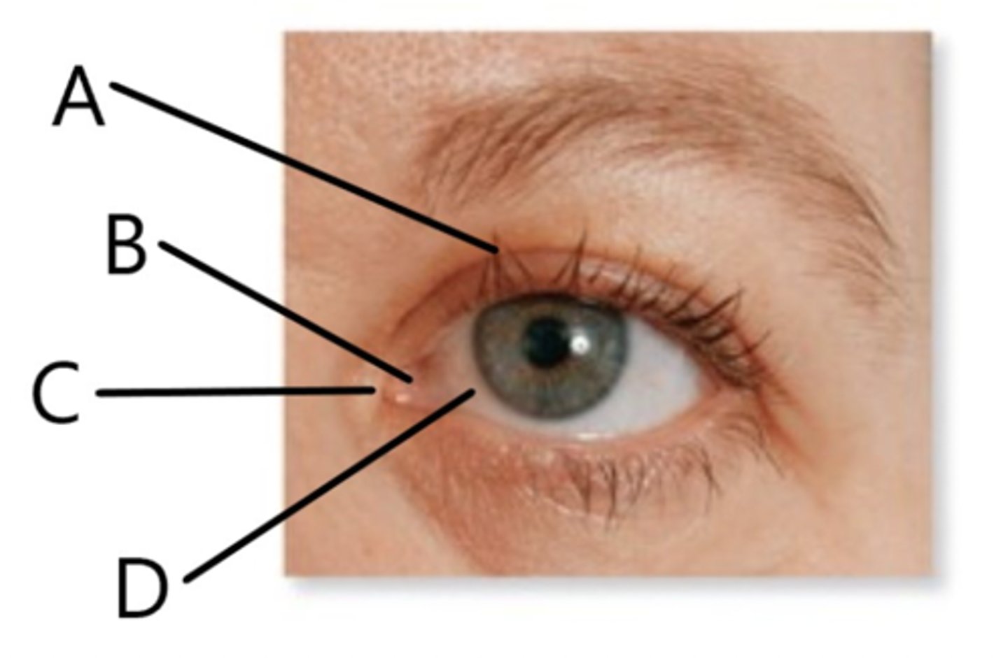 <p>A: eyelash</p><p>B: lacrimnal caruncle</p><p>C:media palpebral commissure</p><p>D: eyeball</p>