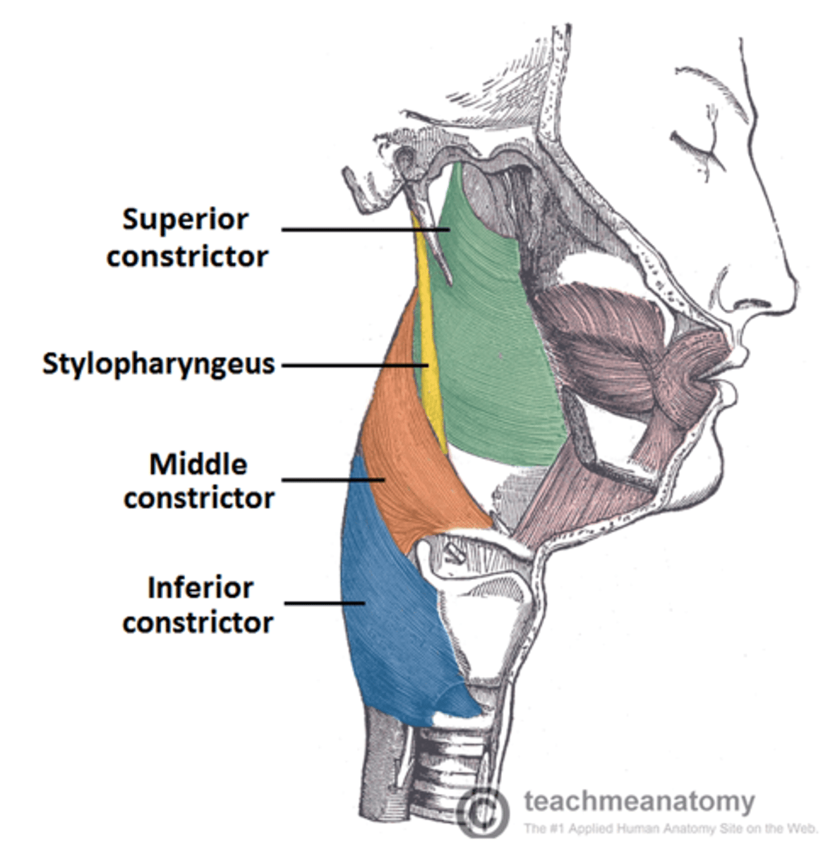 <p>Function:</p><p>During swallowing, it elevates the pharynx and larynx, this aids in the descent of the bolus.</p><p>ELEVATION OF PHARYNX + LARYNX: DESCENT OF BOLUS</p>