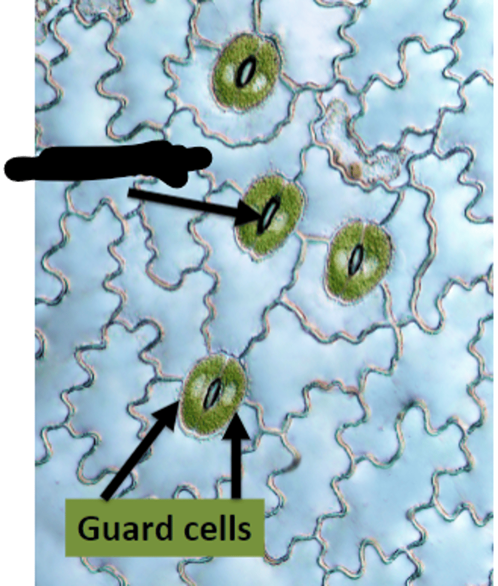 <p>What is the BLANK structure?</p>