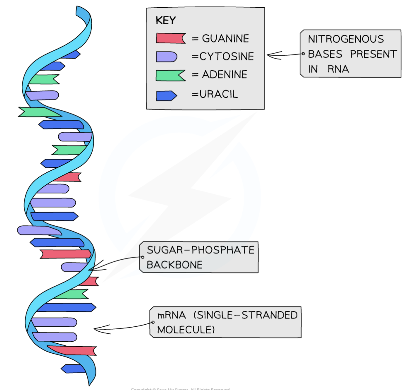 <ul><li><p>once the mRNA strand is formed, it detaches itself from the DNA template and the DNA zips back up.</p></li></ul><p></p><ul><li><p>the mRNA strand exits the nucleus via a <strong>nuclear pore</strong> and travels to a ribosome for <strong>translation</strong>.</p></li></ul><p></p>