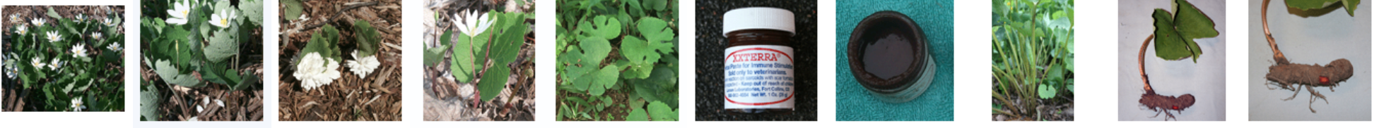 <p>poppy alkaloid</p>