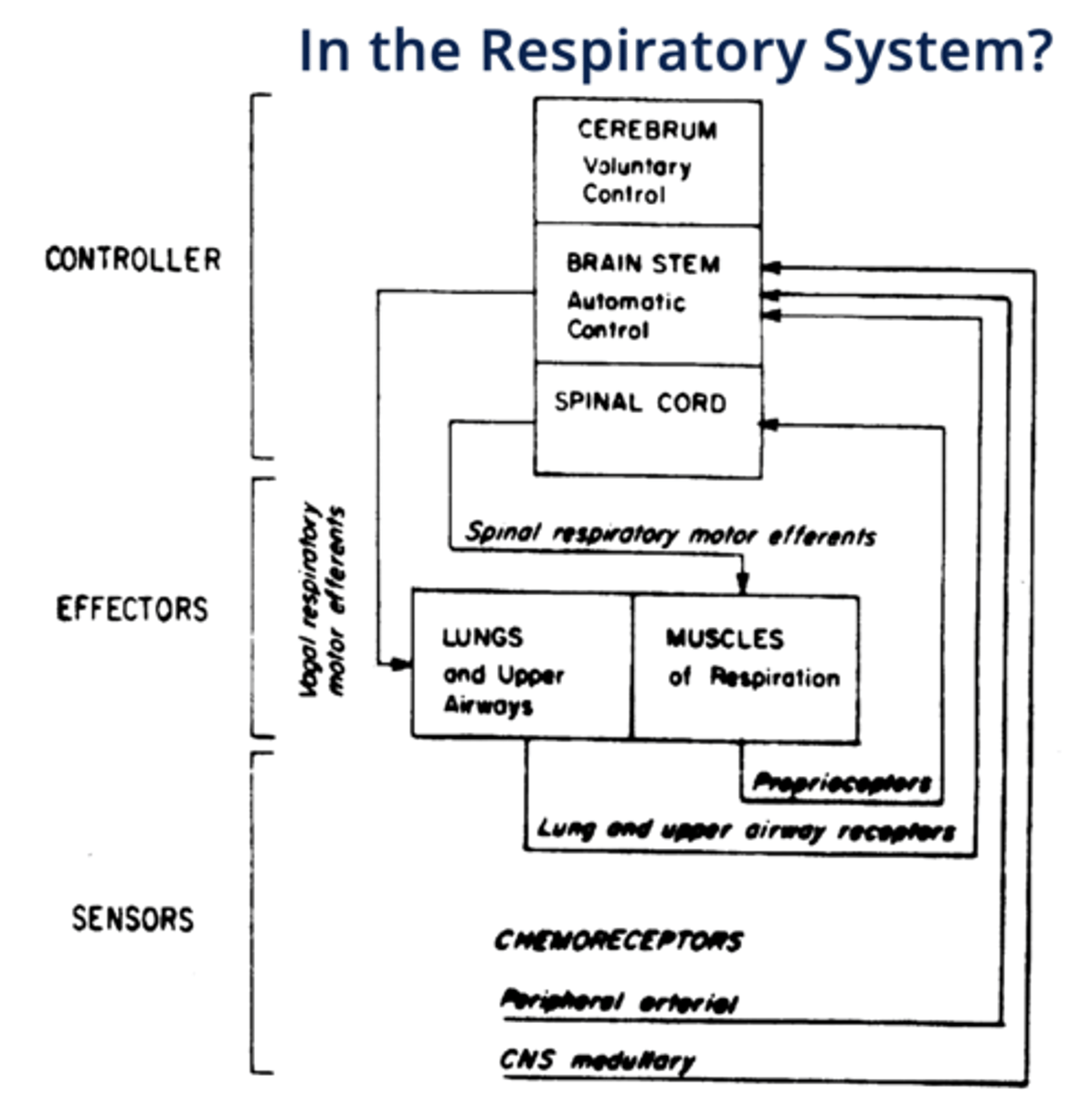 <p>cerebrum (voluntary control), brainstem (automatic control), spinal cord</p><p>(CBS)</p>