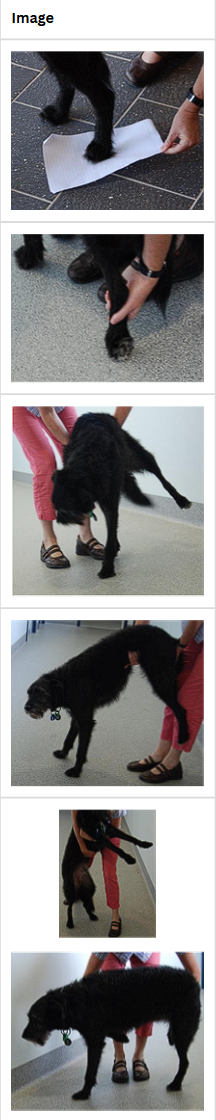 <p>Postural Reaction Tests</p><p>Name and Other features/function?</p>