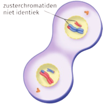 <p>Welk proces wordt hier weergegeven?</p>
