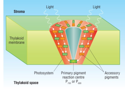 light-harvesting clusters of pigments. each cluster is an antenna complex.
several hundred accessory pigment molecules surround a primary pigment & the light energy absorbed by diff pigments is passed on to the primary pigment.
the primary pigments act as reaction centres
photosystems I and II.