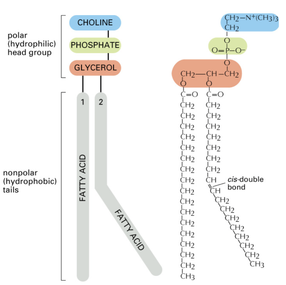 <p>cis double bonds cause kinks in fatty acid chains, contributing to _______ of the membrane</p>