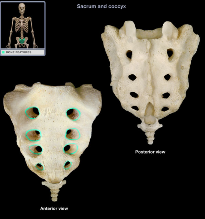 <ul><li><p>Location: Sacrum (anterior surface)</p></li></ul><ul><li><p>Description: Four pairs of openings, Communicate with sacral canal</p></li></ul><ul><li><p>Function: Transmit ventral rami of S1-4 spinal nerves</p></li></ul><p></p>