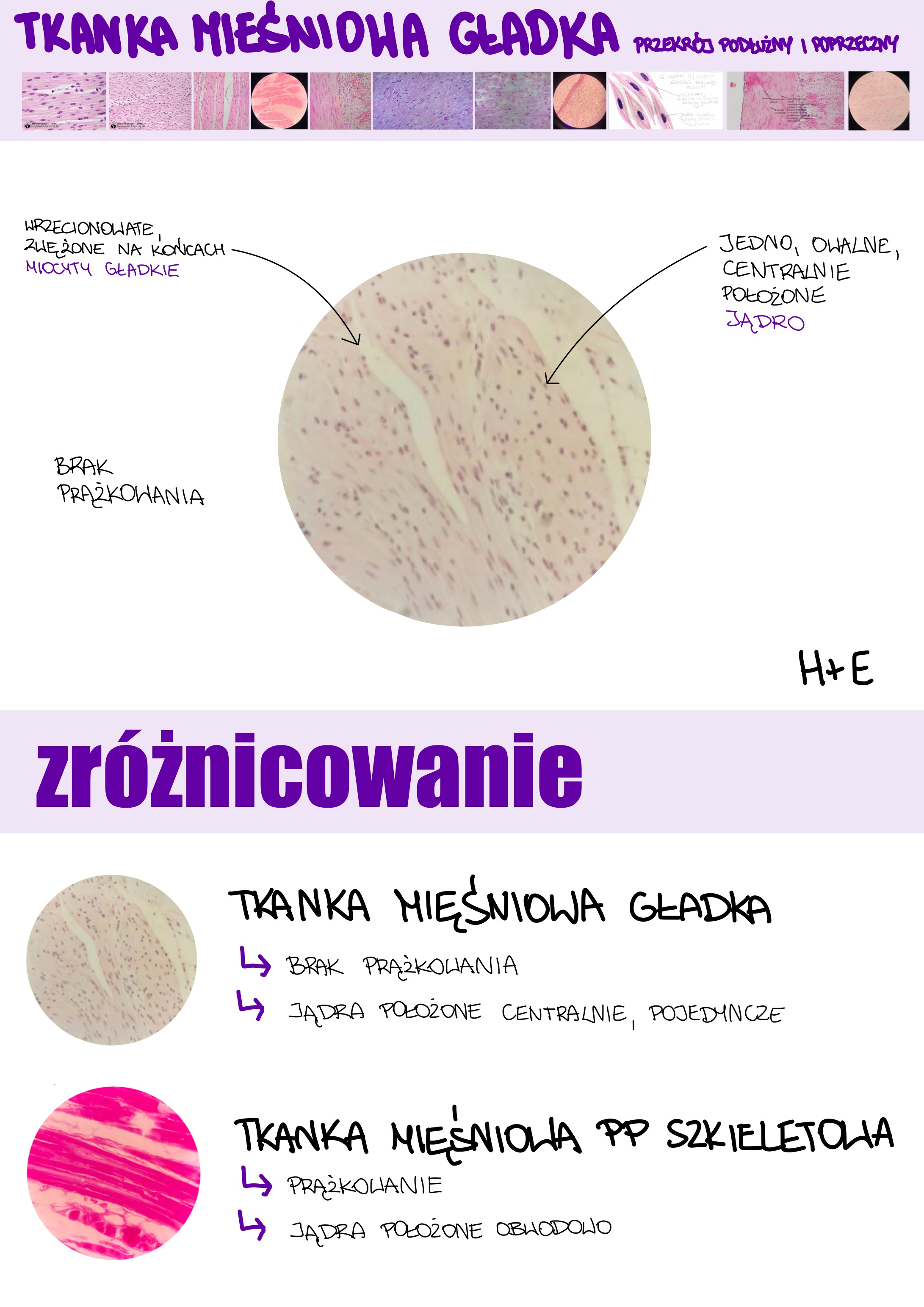 <p>Tkanka mięśniowa gładka</p>