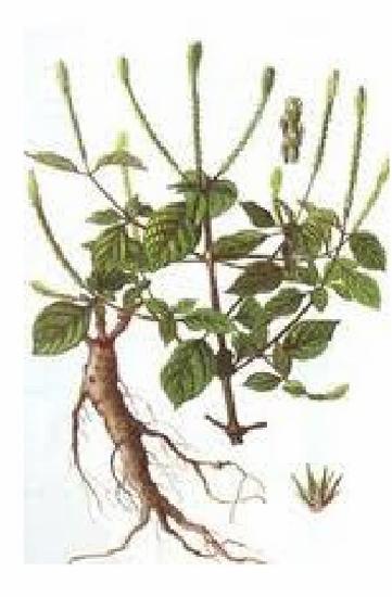 <p>Tác dụng - Achyranthes aspera</p>